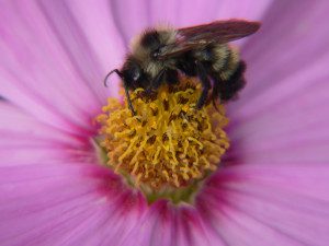 bee feeding at a flower