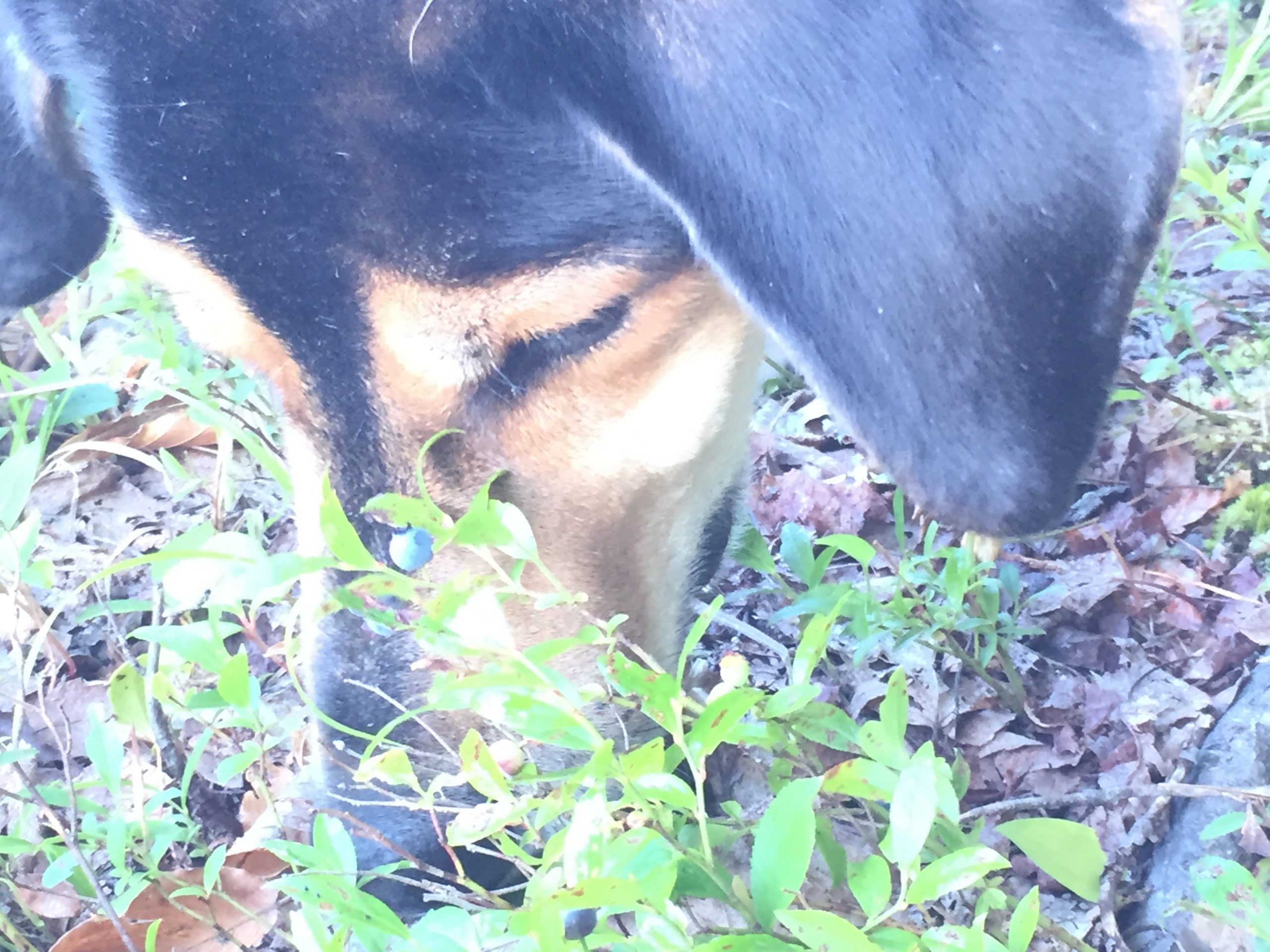 Use your strengths to BURSTfocus®