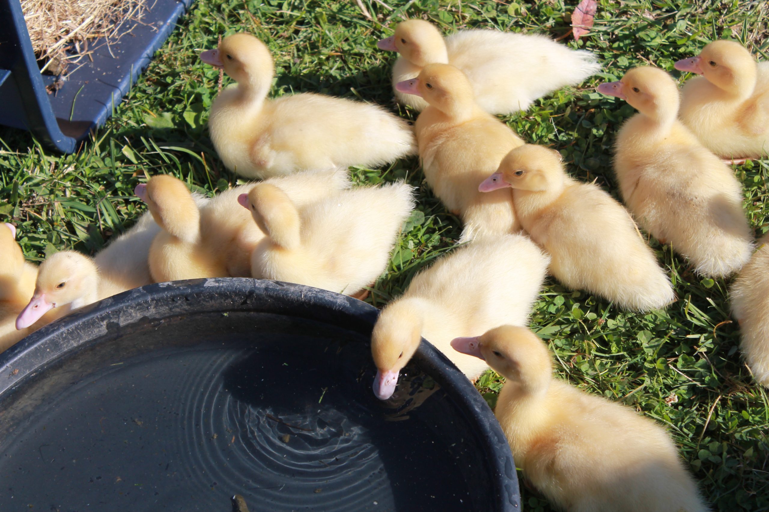 Are your ducks in a row?