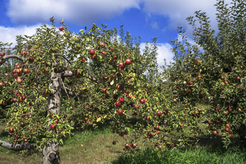 The customer doesn’t fall far from the salesperson